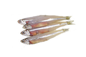 anchovy