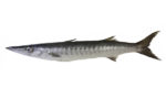 Barracuda