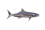 Cobia Fish (Full)