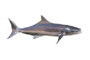 cobia-slice