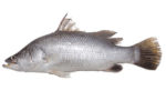 Sea Bass / Betki (Slice)
