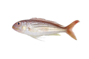 sea-bream