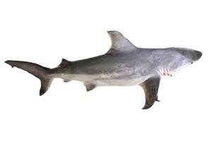 shark-full