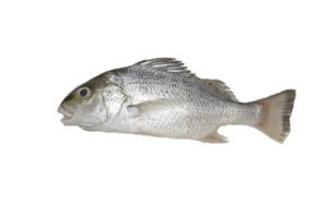 silver-grunt