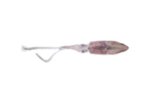squid