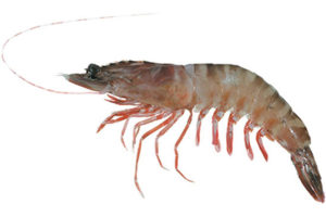 tiger-prawn