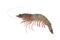 Tiger Prawn / Flower (Medium)