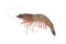Tiger Prawn / Flower (Small)