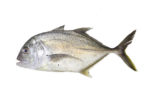 Trevally (Full)