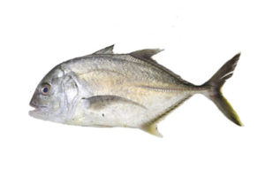 trevally-full