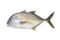 Trevally (Full)