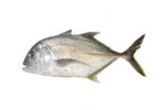 Trevally (Slice)