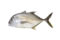 Trevally (Slice)