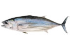Tuna Fish (Slice)