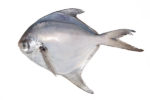 White Pomfret