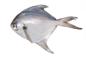 white-pomfret