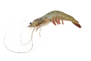 white-prawn