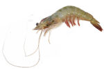 White Prawn (Large)