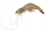 White Prawn (Medium)