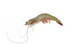 White Prawn (Small)